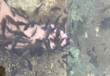 Antik Bilimde Matematik ve Müzik İlişkisi