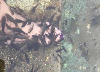 Antik Bilimde Matematik ve Müzik İlişkisi